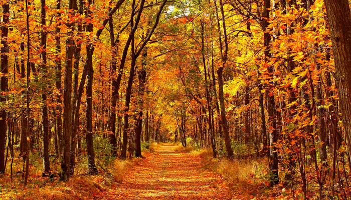 Path through Bethpage State Park in the fall